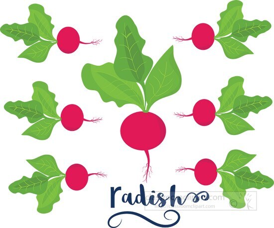 Vegetable radish plant with roots clipart