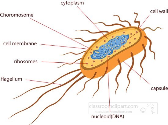 cross section of bacteria e coli illustrated clipart - Classroom Clip Art