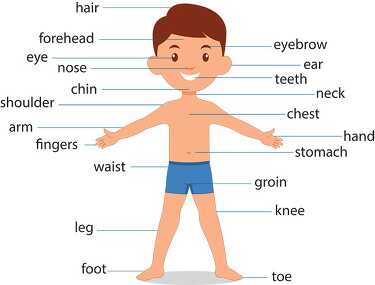 diagram of male child boy front body parts human anatomy clipart ...