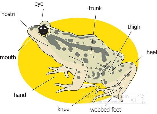 external anatomy of a frog clipart - Classroom Clip Art