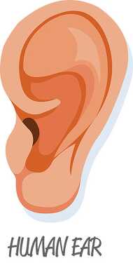 human ear clipart - Classroom Clip Art