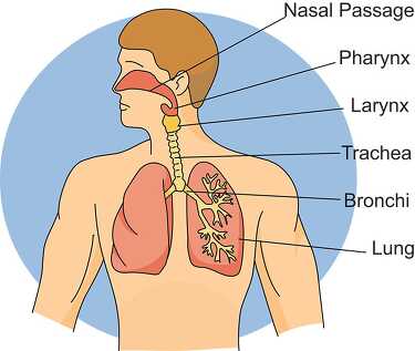 human respiratory system 2613 - Classroom Clip Art