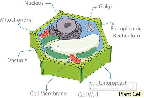 Science Clipart - illustration cross section plant cell diagram clipart