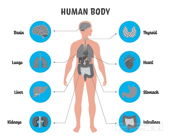 illustration labeled of the human body gray color Classroom Clip Art