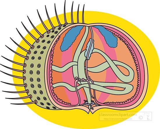 internal anatomy of a sea urchin Classroom Clip Art