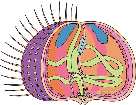 Marine Life Clipart - internal anatomy of a sea urchin without text