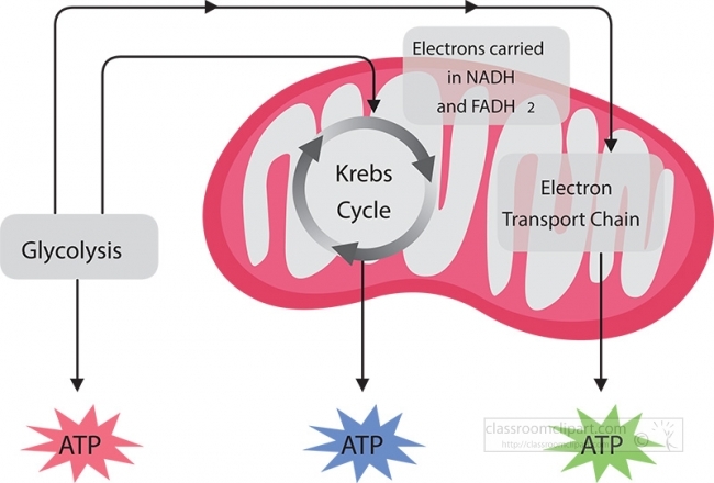 Science Gray Color Clipart - krebs cycle cellular respiration gray color