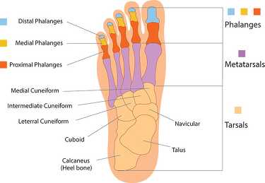 Anatomy Clipart-labeled bone structure foot anatomy clipart