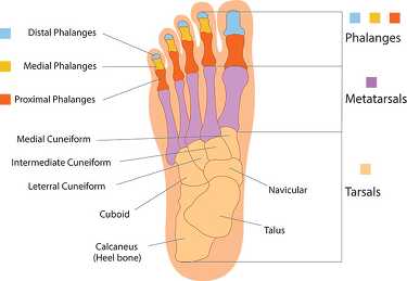 Anatomy Clipart-labeled Bone Structure Foot Anatomy Clipart