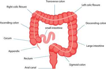 large intestine human labeled anatomy clipart - Classroom Clip Art