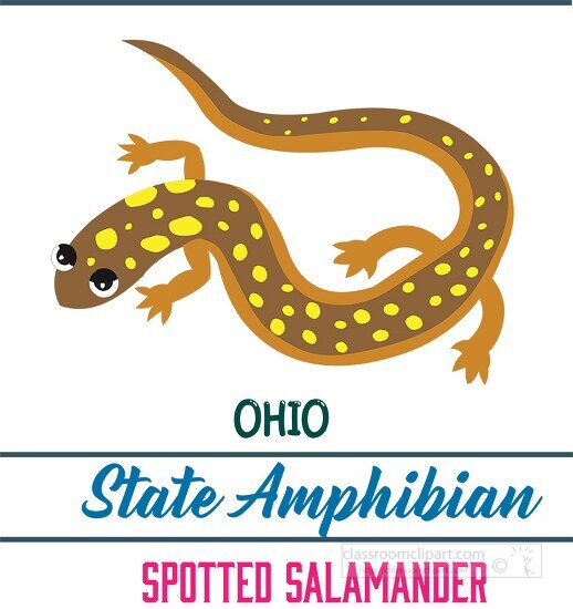 ohio state amphibian the spotted salamander clipart image - Classroom