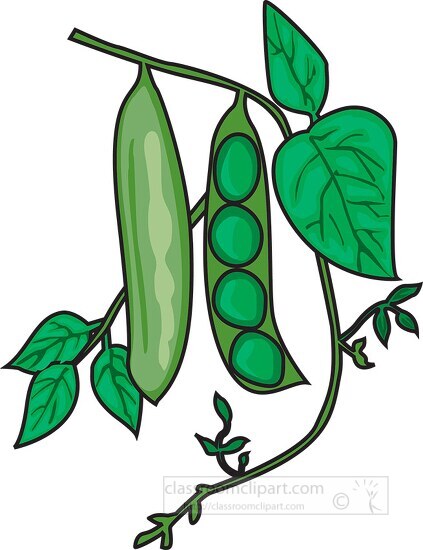 pea pod on a plant clipart - Classroom Clipart