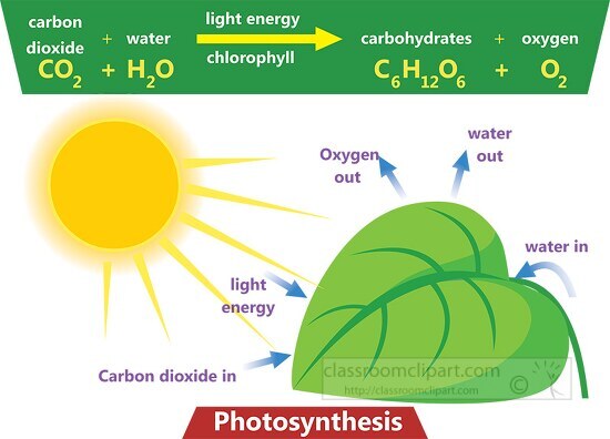 photosynthese carbon dioxide light engery clipart - Classroom Clip Art