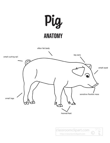 pig anatomy outline printout - Classroom Clip Art