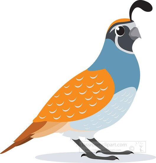 Bird Clipartquail bird clipart