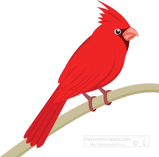 Bird Clipart-red cardinal bird clipart