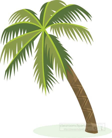 Single Palm Tree Clipart 2021a Classroom Clip Art