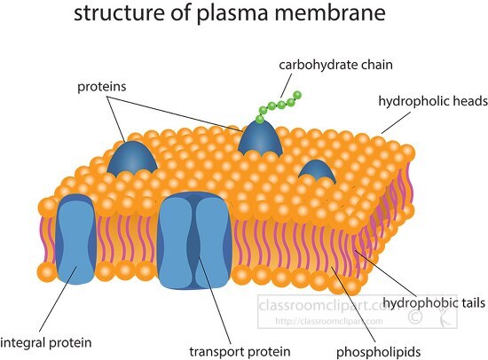 structure of plasma membrane clipart illustration 6818 - Classroom Clip Art