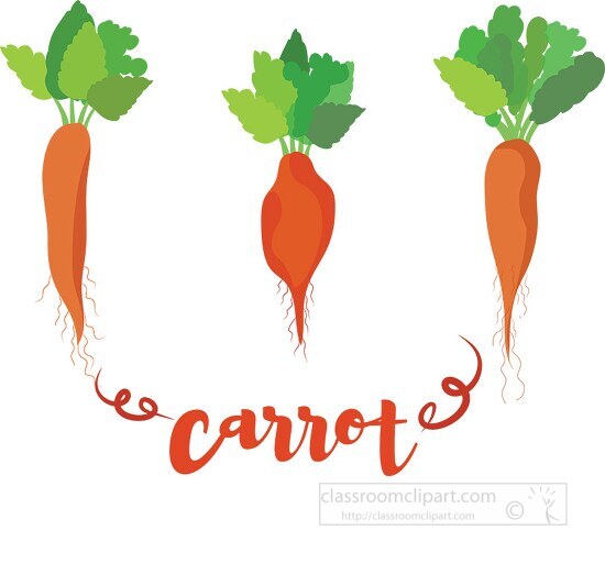 Free three different types of carrots including word carrot Classroom