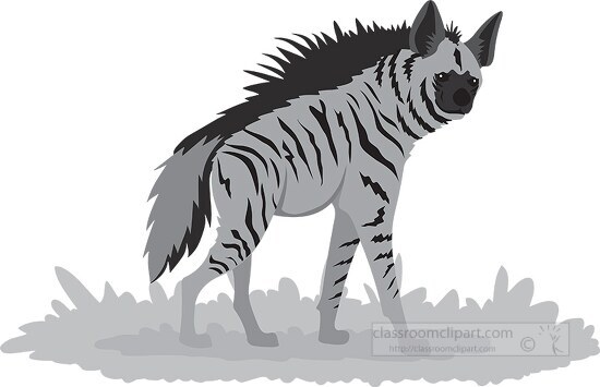 striped hyena in africa gray color