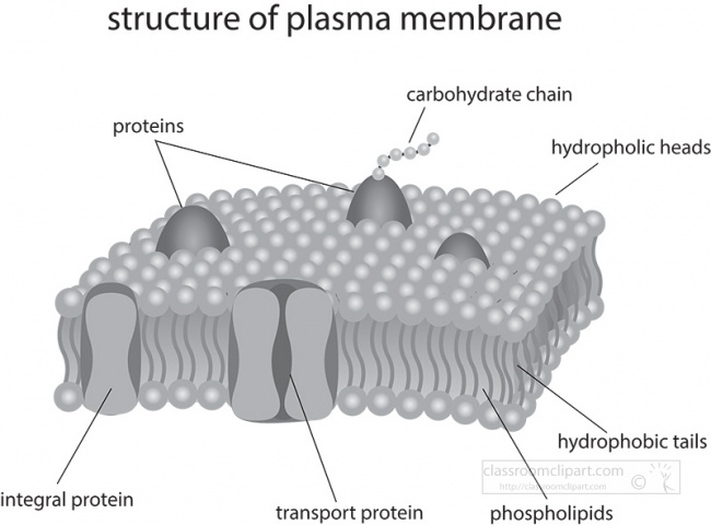 structure of plasma membrane gray color