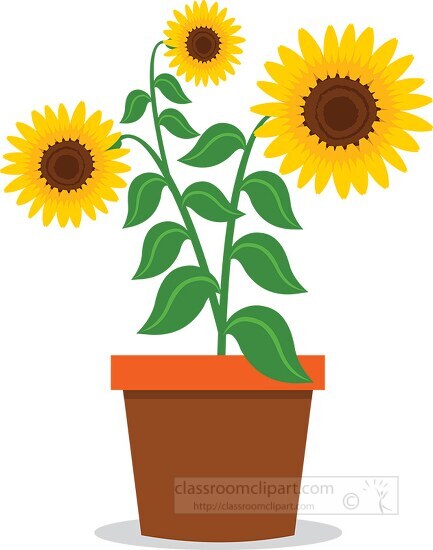 sunflower plant clipart