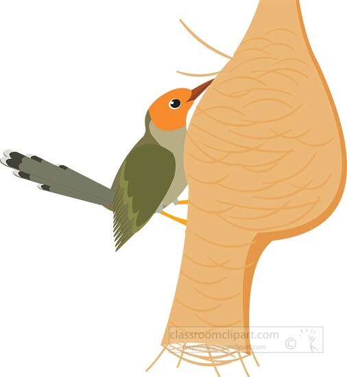 tailorbird nest clipart