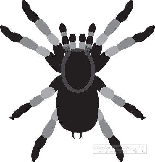 tarantula spider gray clipart
