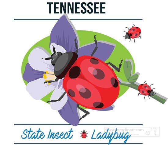 tennessee state insect ladybug vector clipart image