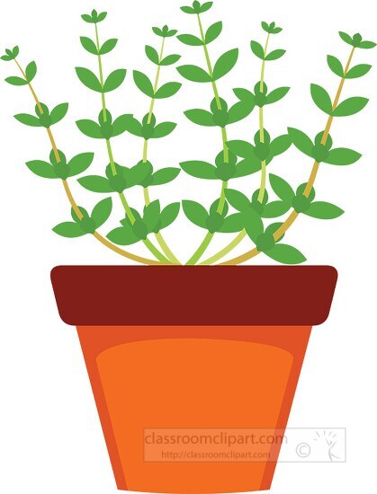 thyme growing in planter herb clipart