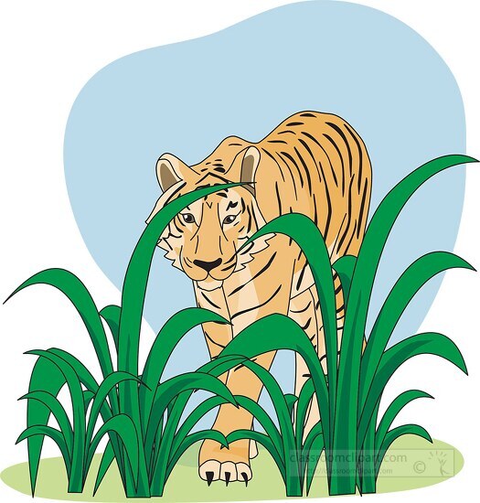 tiger hiding behind plants clipart