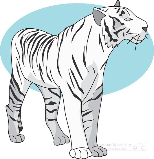tiger white gray blue clipart