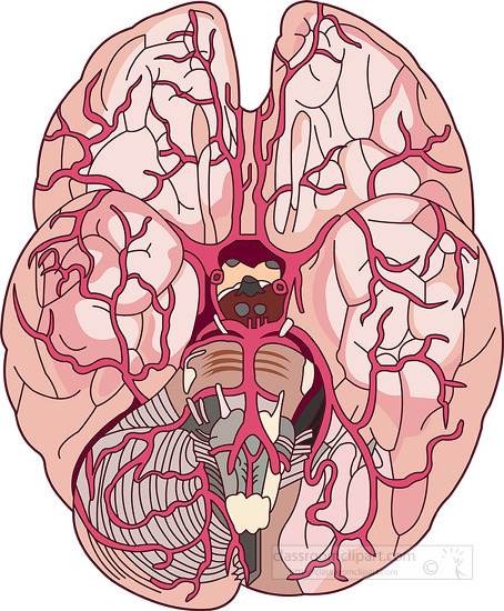 top view of the human brain clipart 2