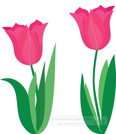 simple tulip clipart