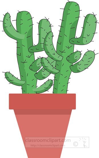 two desert cactus  in planter 