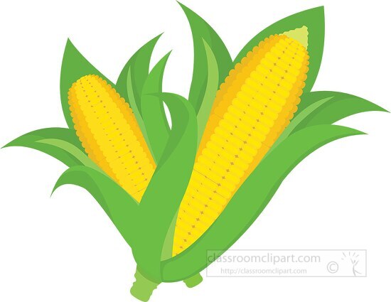 two ears of corn clipart 318