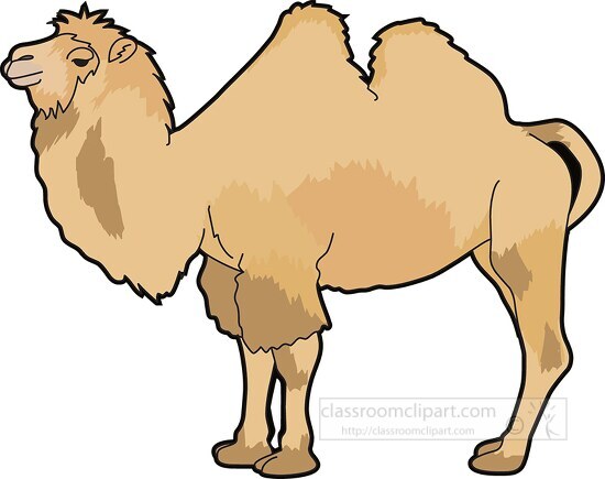 Two humped Camel Clipart
