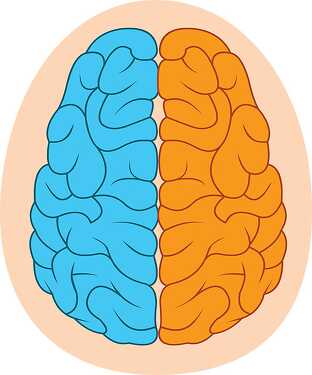 two sides human brain clipart