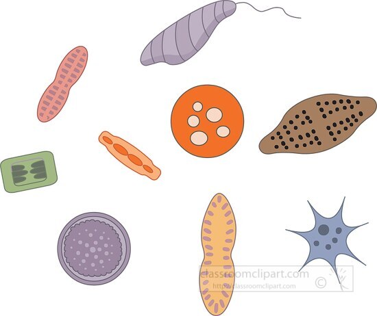 variety phytoplankton diatoms clipart