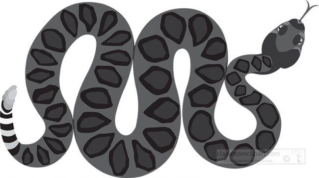 venomous coiled rattlesnake gray clipart