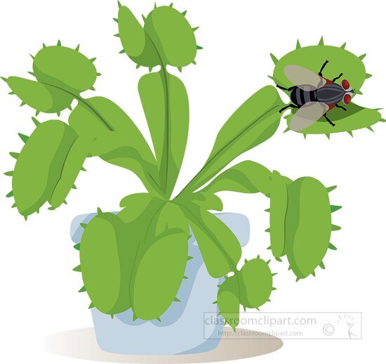 venus fly trap plant clipart