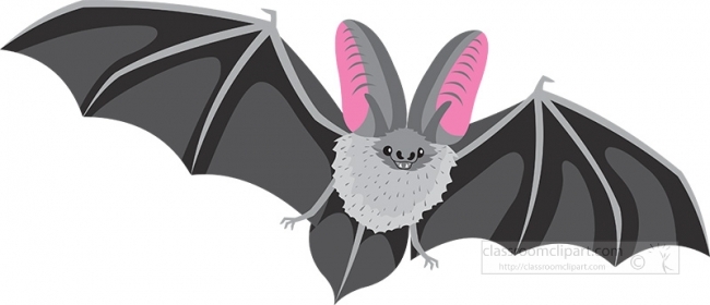 virginia-big-eared-bat gray color