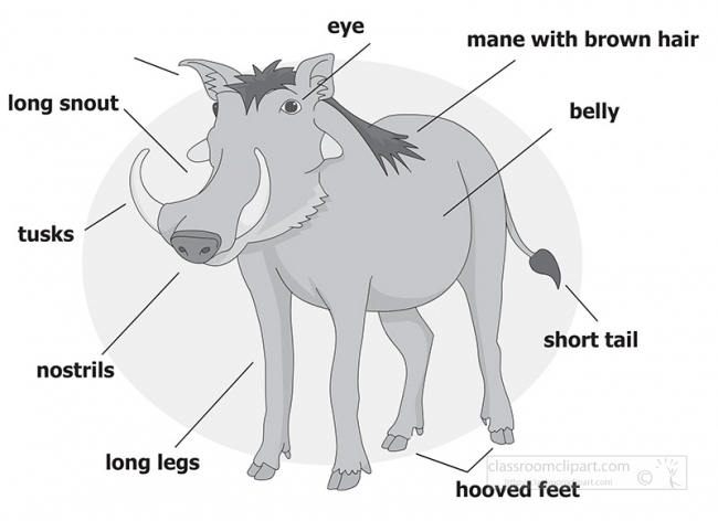 warthog_anatomy gray color