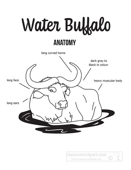 water buffalo anatomy outline printout