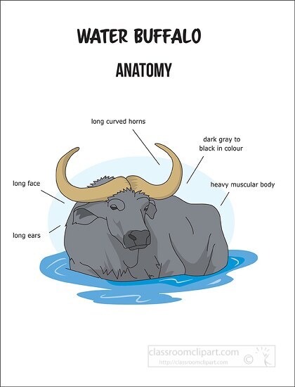 water buffalo anatomy printout