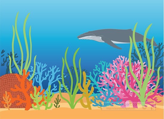 whale swimming under ocean coral reefs clipart