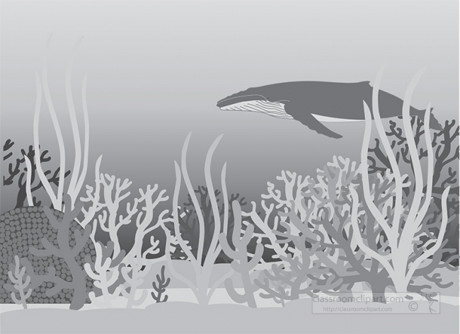 whale swimming under ocean coral reefs gray clipart