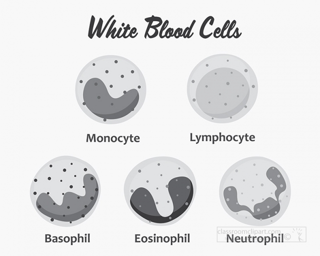 white blood cells set science gray color