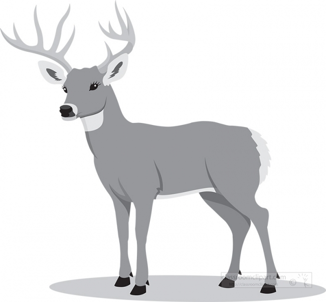 white-tail-deer-with-big-antlers gray color
