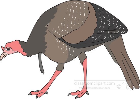 wild turkey clipart